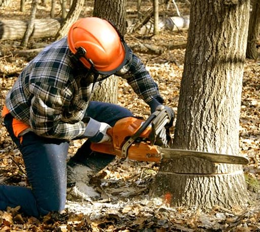 Tree Removal in Rose Creek, MN